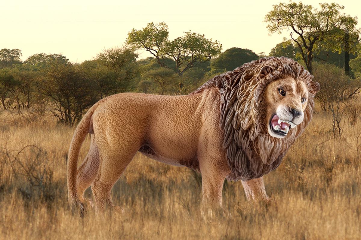 Lion Roaring - Image 2