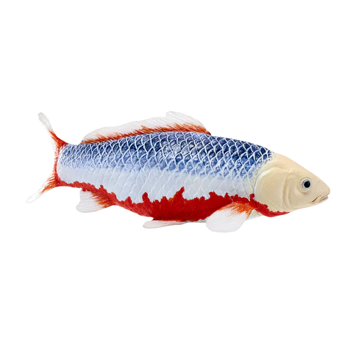 Mojo Asagi Koi Carp - Image 2